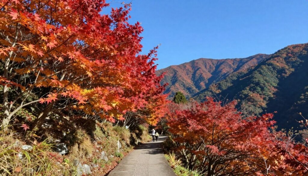 Autumn maple trees in Yangmingshan National Park