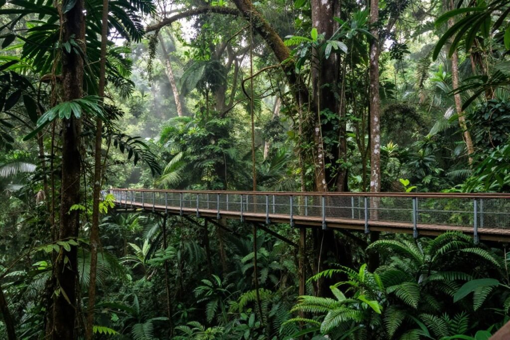 Elevated canopy walkway through lush rainforest in Bukit Nanas Forest Reserve