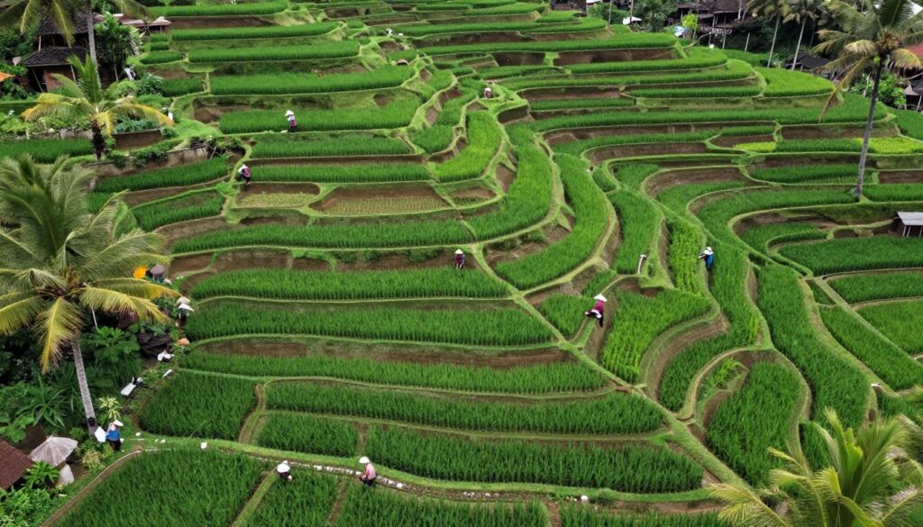 Hidden rice terraces in central Bali with traditional farming