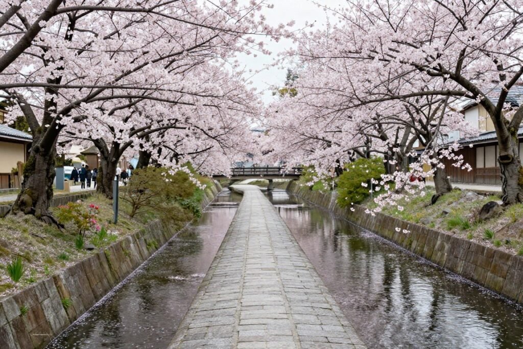 Philosopher's Path canal lined with cherry blossom trees and stone walkway Philosopher's Path canal lined with cherry blossom trees and stone walkway