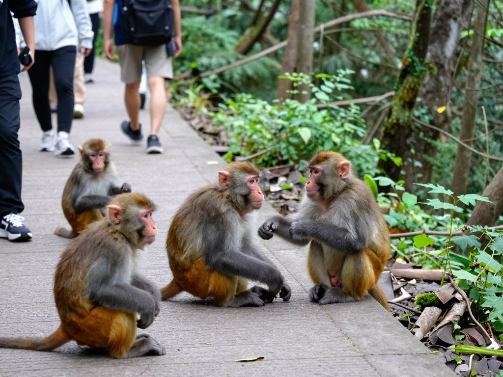 Wild monkeys on Mount Emei trail